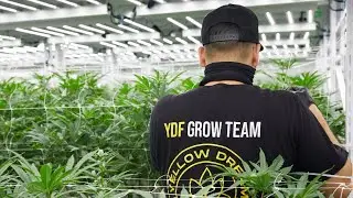 Customer Highlight: Yellow Dream Farm (Good Good)