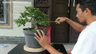 SPIL SERUT KECIL