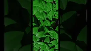 Modeling Tree Leaf in Blender.