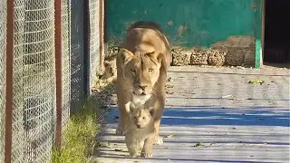 Лёлик и Болик 😁 Львята Лолы самые любопытные и смелые! Все в мать!