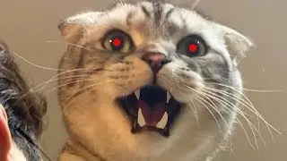 СМЕШНАЯ ОЗВУЧКА КОТИКИ видео про котов 2019 озвучка СМЕШНОЕ ВИДЕО ПРО ЖИВОТНЫХ