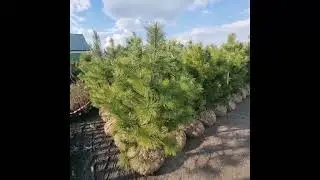 27 апреля 2023 г. Кедр