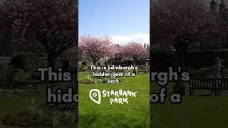 Sakura galore in Edinburgh's hidden gem park!