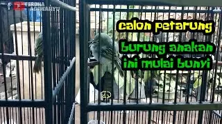 anakan burung sirpu mulai bunyi
