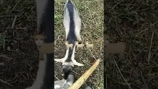 Гуляка