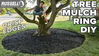 How to Mulch a Tree Ring with CRISP Edges!