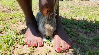 Beautiful feet asmr//playing with rabbit//