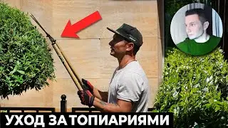 Полное руководство по сервисному обслуживанию топиарных форм и ниваки