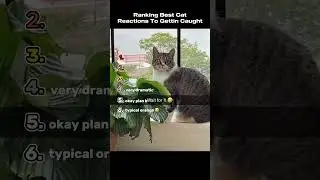 Ranking The Best Cat Reactions To Getting Caught