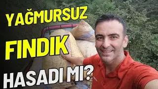 FINDIĞIN ÇİLESİ - YAĞMURDAN SONRA FINDIK İŞLERİNİN ZORLUĞU