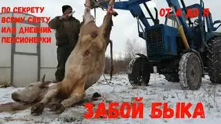 ЗАБОЙ БЫКА.ДЕТЕЙ И СЛАБОНЕРВНЫХ ПРОШУ НЕ СМОТРЕТЬ