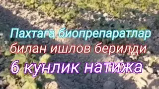 Пахтани плантастим , бактомин (биоазот) хамда спорагин биопрепарати билан озиклантирдик