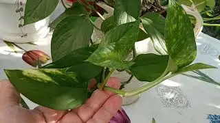 Комнатные цветы.
