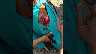 Extripation of Eyeball in Bull suffering with Squamous Cell Carcinoma #SCC#Bull#extripation#vet