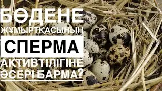 Бөдене жұмыртқасының адам ағзасына пайдасы. Құрамы.