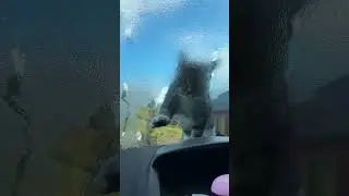 Cat wipes windscreen in Haugesund, Norway