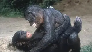 САМЫЕ РОМАНТИЧНЫЕ ЖИВОТНЫЕ. Про животных