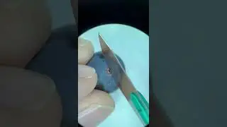 Полезные микробы (вино) 