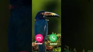 #ringtone