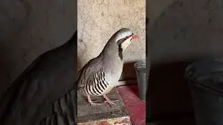 Кабки маст Keklik