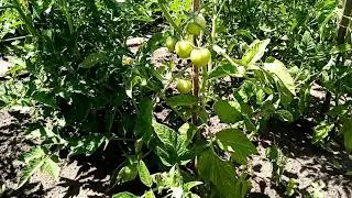 Пасынкование и формирование томатов