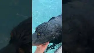 Dad finds son and dog swimming in the pool 