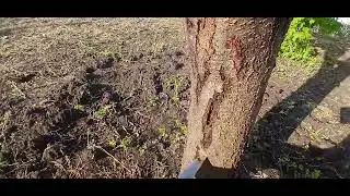 Персику ХАНА!!!Реанимация и Лечение!!!Монелиоз и Камедетечение!!!Часть1...