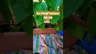 Plant Care For Busy Folks  #plantcare #selfwatering #smallcontainergardening