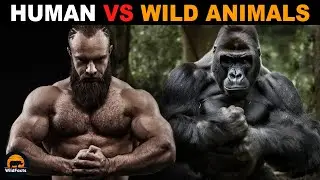 Why Aren't Humans as Strong as Wild Animals?