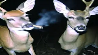 Top 5 Deer