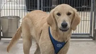 Virginia Beach SPCA takes in 29 dogs surrendered from commercial breeders