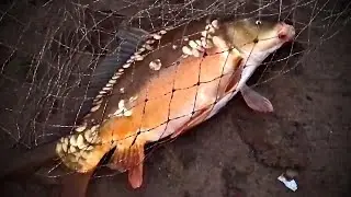 Карп на макуху! Рыбалка на закидушки.