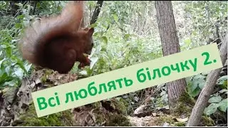 Всі люблять білочку 2. #природаукраїни #лелекагрицько #nature