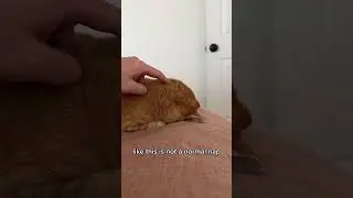 A guide to living with an orange cat 
