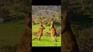 БОЙ КЕНГУРУ/Kangaroo fight 🦘🦘 #Kangaroo #fight #бой #кенгуру