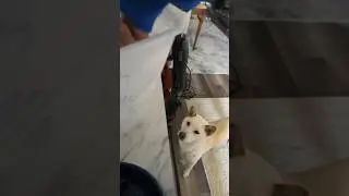 Feeding my purebred Shiba Inu #cutedog
