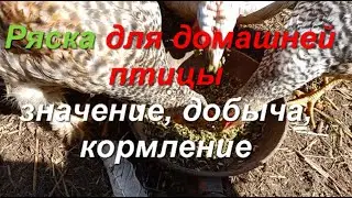 Ряска для домашней птицы, польза, добыча, кормление