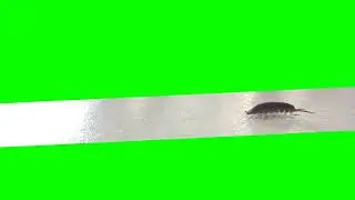 CRAWLING! Insect crossing on green screen - VFX for video Editing 