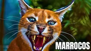 ATLAS MOUNTAINS OF MOROCCO | Wildlife in the Heights - Documentary