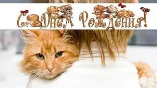 Рыжий кот поздравляет с днем рождения