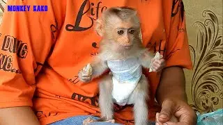 Baby Monkey Nina Run Very Fast Follow Mom Request To Eat LongSat Fruits