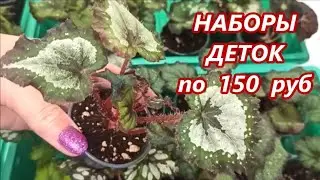 Наборы ДЕТКИ 🌺 БЕГОНИЙ по 150 руб