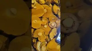 ДЛЯ ТЕХ, КТО НЕ ВЕРИТ! МАСЛЯТА в Подмосковье. 10 мая 2024. Видео-доказательство!