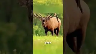 Зачем Олени сбрасывают рога 🤯