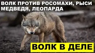 🐺ВОЛК В ДЕЛЕ. С КЕМ ЧАЩЕ ВСЕГО КОНФЛИКТУЕТ ВОЛК? Волк против Медведя, Росомахи и других хищников🐺