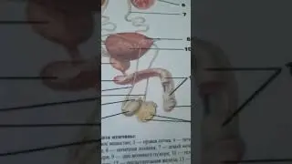 эркектердин жыныс мучосу 3