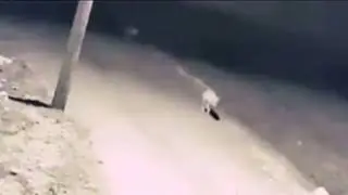 Волки взяли в плен Кангала.... Продолжение.. После...
