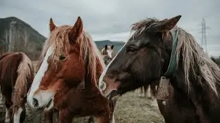 How to Name Your Horse🐴🐴🐴
