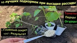 Киньте в лунку при посадке Томатов Огурцов Перцев они сразу пойдут в рост, дадут большой урожай