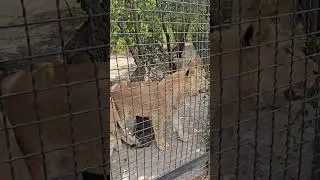 ❤️Львы ждут угощение. Юные и такие красивые.#shorts #тайган